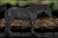 Horse Color:Black 