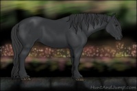 Horse Color:Black 