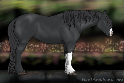 Horse Color:Black 