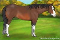 Horse Color:Bay Splash 