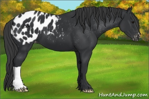 Horse Color:Black Appaloosa
