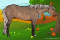 Horse Color:Silver Brown Dun