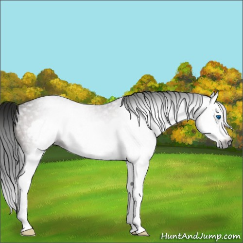 Horse Color:Gray Brown Roan Splash Frame 