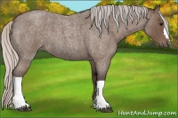 Horse Color:Silver Blue Roan 