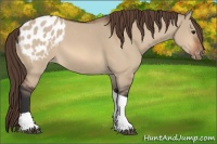 Horse Color:Bay Dun Tobiano Blanket 