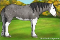 Horse Color:Grullo Sabino Splash