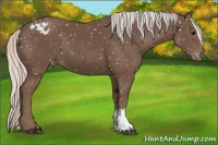 Horse Color:Silver Black Snowflake Varnish