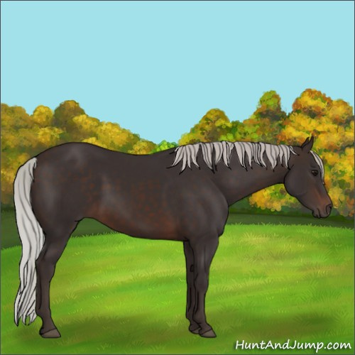 Horse Color:Silver Brown 