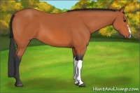 Horse Color:Bay 