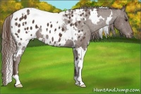 Horse Color:White Spotted Liver Chestnut Appaloosa
