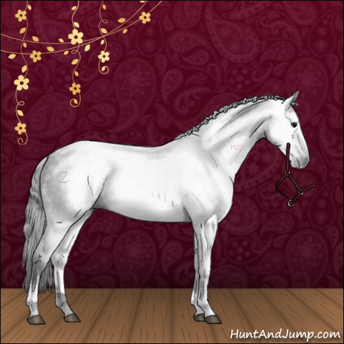 Horse Color:Gray White Spotted Brown