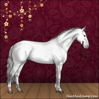 Horse Color:Gray White Spotted Brown 