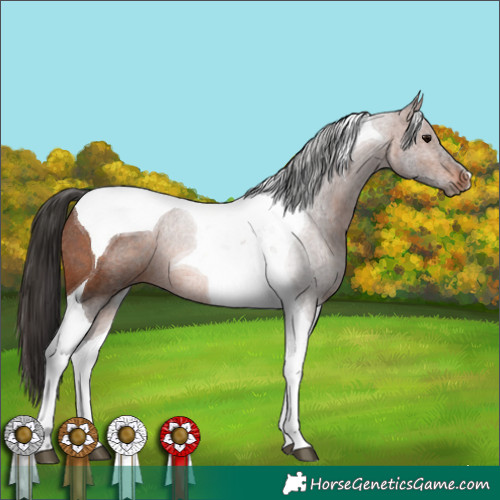 Horse Color:Brown Tobiano Rabicano 