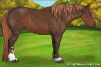 Horse Color:Liver Chestnut Sabino 
