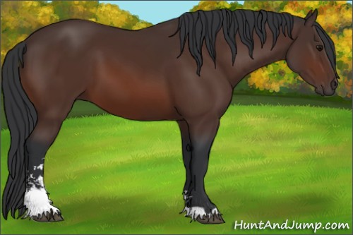 Horse Color:Bay Sabino 