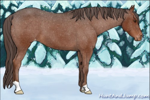 Horse Color:Liver Chestnut Varnish
