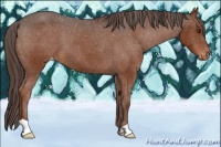 Horse Color:Liver Chestnut Varnish 