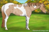 Horse Color:Red Roan Tobiano 