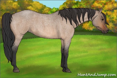 Horse Color:Bay Roan Dun 