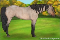 Horse Color:Bay Roan Dun 