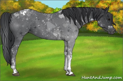 Horse Color:Black Tobiano 
