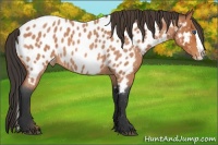 Horse Color:Bay Roan Splash Appaloosa