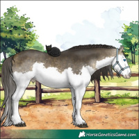 Horse Color:Buckskin Splash 
