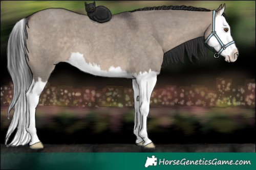 Horse Color:Brown Roan Dun Sabino Splash 