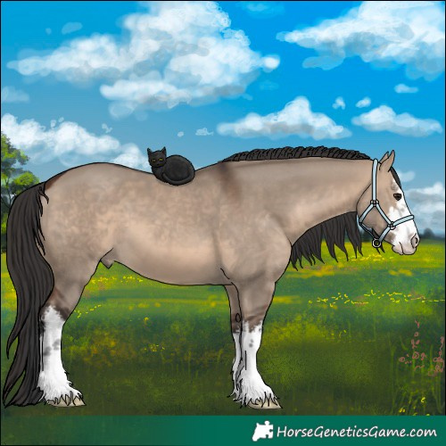 Horse Color:White Spotted Brown Dun 