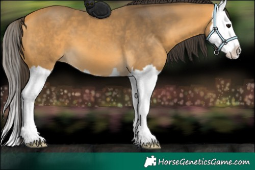 Horse Color:Buckskin Splash 