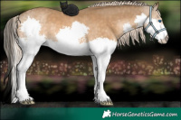 Horse Color:Chocolate Palomino Splash 
