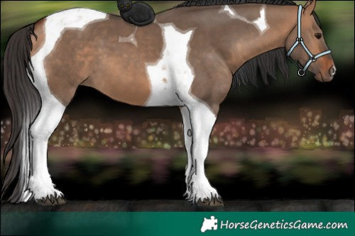 Horse Color:Bay Dun Tobiano 