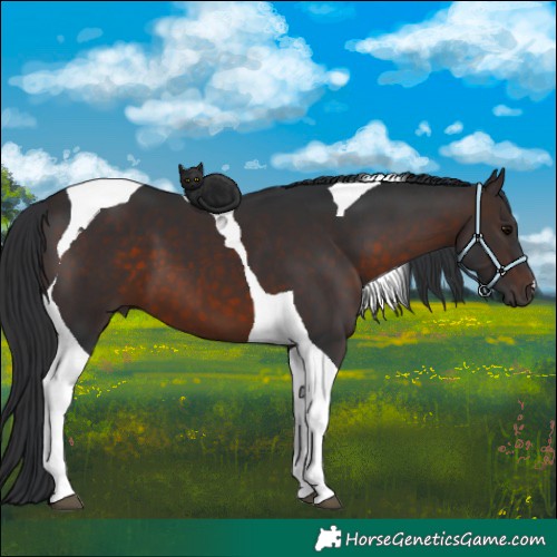 Horse Color:Brown Tobiano 