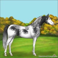 Horse Color:White Spotted Black Tobiano
