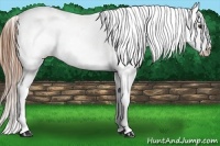 Horse Color:White Spotted Chestnut Splash Frame Appaloosa 