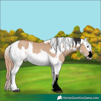 Horse Color:Void Bay Dun Splash  and Grullo Roan Splash Appaloosa 