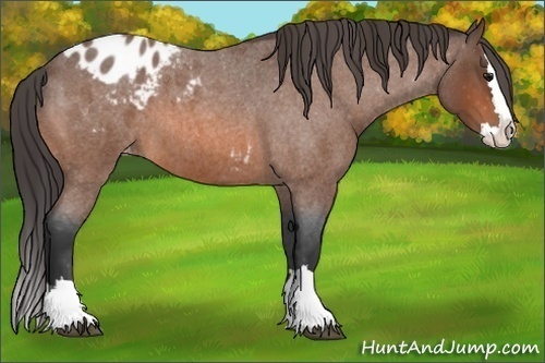 Horse Color:Bay Roan Splash Appaloosa 