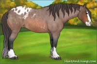 Horse Color:Bay Roan Splash Appaloosa