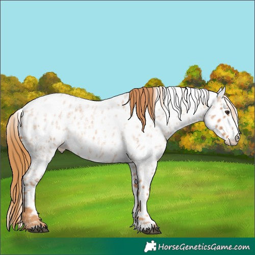 Horse Color:Red Roan Splash Appaloosa 