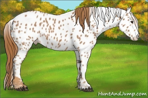 Horse Color:Red Roan Splash Appaloosa