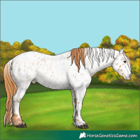 Horse Color:Red Roan Splash Appaloosa