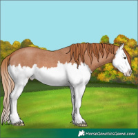 Horse Color:Red Roan Splash 