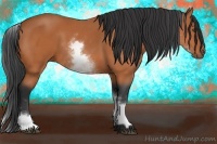 Horse Color:White Spotted Bay 