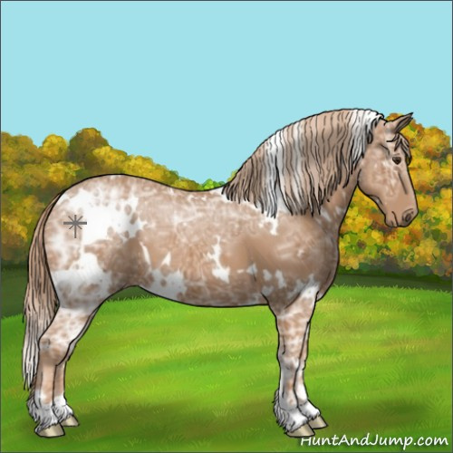 Horse Color:White Spotted Chestnut Ice