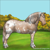 Horse Color:White Spotted Chestnut Ice