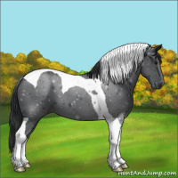 Horse Color:Black Tobiano 