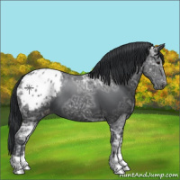 Horse Color:Black Ice Appaloosa