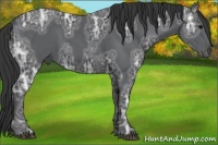 Horse Color:Black Ice 
