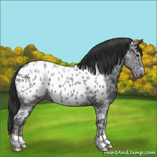 Horse Color:Black Ice Appaloosa 