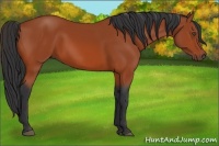 Horse Color:Bay Frame